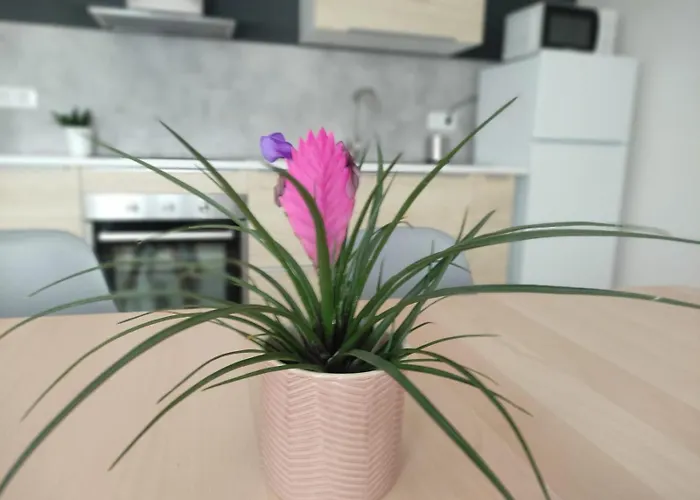 Pe Do Rio Apartament